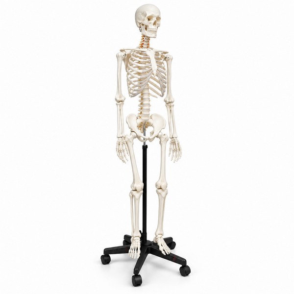 Human Skeleton Model